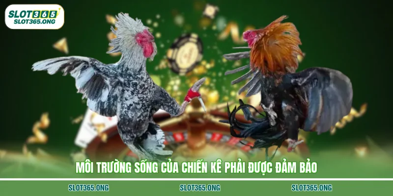 Môi trường sống của chiến kê phải được đảm bảo