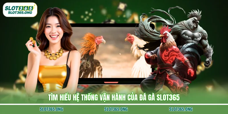 Tìm hiểu hệ thống vận hành của đá gà SLOT365